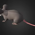3D Rendered Mouse With Gray Body Large Pink Ears White Belly Whiskers And Black Background