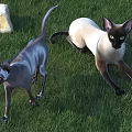Two Small Agile Lizards Moving On Green Grass Beside White Stone In Nature