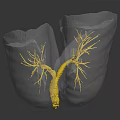 Transparent Biological Structure With Yellow Branching Networks And Reflective Surface