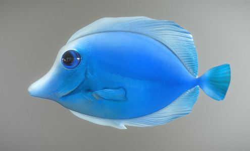 Modern Fish 3d model