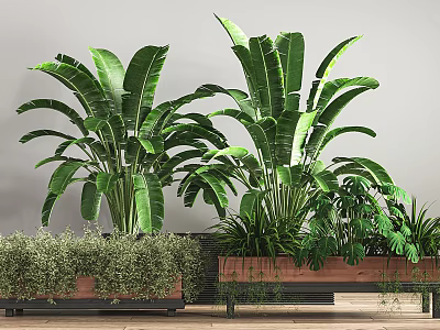Large Leafy Potted Plants with Broad Green Foliage in Wooden Planters for Indoor Decor 3d model
