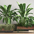 Large Leafy Potted Plants with Broad Green Foliage in Wooden Planters for Indoor Decor