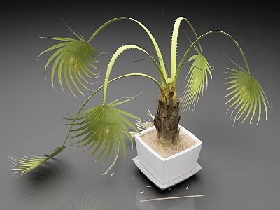 Green Palm Leaf Bonsai Plant In White Square Pot With Sandy Soil On Gray Surface 3d model