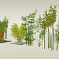 Various Bamboo Varieties With Different Heights And Lush Green Foliage For Garden Decor