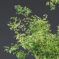 Lush Green Arbor Trees With Strong Trunks And Vibrant Foliage In Garden Landscape