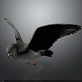 Pigeon With Spread Wings Green Neck And Red Eyes On Dark Background