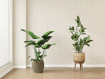 Potted Plants In Woven Basket And On Wooden Stool Near Light Wall With Wooden Floor 3d model