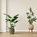 Potted Plants In Woven Basket And On Wooden Stool Near Light Wall With Wooden Floor