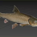 Elongated Freshwater Fish With Brown Scales And Red Fins In Natural Habitat