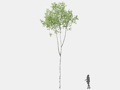 Slender Deciduous Tree With Green Foliage And Human Figure For Scale 3d model