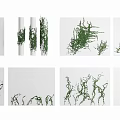 Green Decorative Vines With Hanging And Climbing Growth Styles For Indoor Use