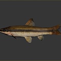 Catfish Carp Sturgeon Bass Freshwater Fish Various Carp Grass Carp Crucian Carp 3d model