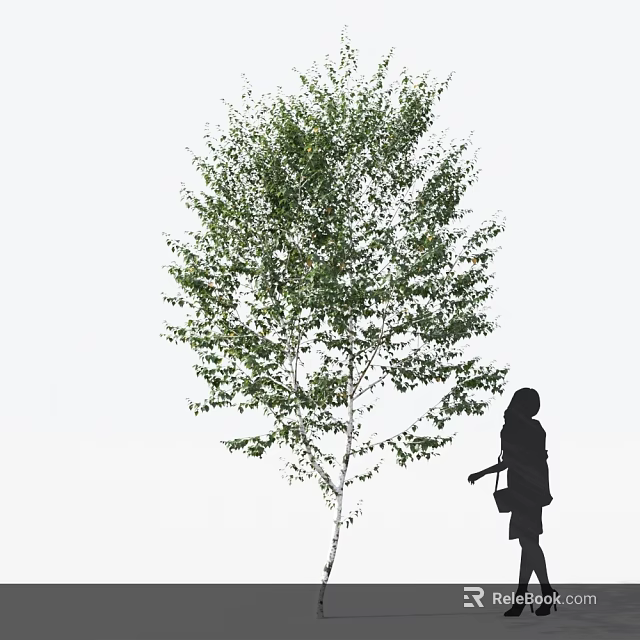 Tall Green Leafy Tree with Woman Silhouette Walking Against White Background 3d model 
