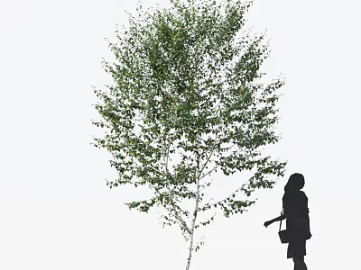 Tall Green Leafy Tree with Woman Silhouette Walking Against White Background 3d model