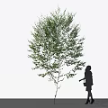 Tall Green Leafy Tree with Woman Silhouette Walking Against White Background