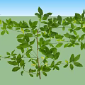 Arbor Featuring Fresh Lush Green Leaves And Intricate Branch Design