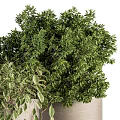 Modern Potted Plants in Gray Pots on Black Metal Stands with Lush Green Foliage
