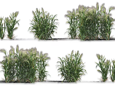 Healthy Green Crops in Different Growth Stages with Various Cluster Shapes and Foliage 3d model