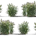 Healthy Green Crops in Different Growth Stages with Various Cluster Shapes and Foliage