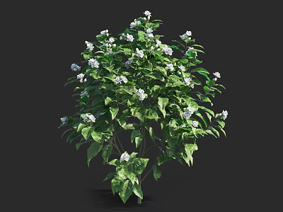 Lush Green Leafy Flowering Bush With Fresh White Blossoms In Garden 3d model