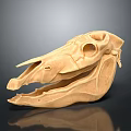 Animal Skull 3D Model With Detailed Structure Light Brown Color And Dark Background
