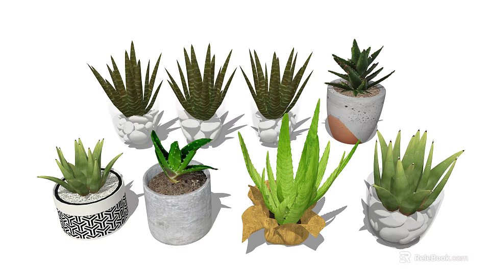 Potted Succulent Plants With Green Foliage In Various Decorative Planters For Indoor Home Decoration 3d model 