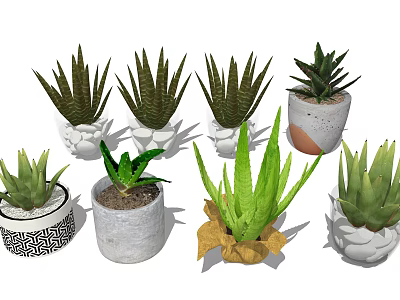 Potted Succulent Plants With Green Foliage In Various Decorative Planters For Indoor Home Decoration 3d model