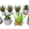 Potted Succulent Plants With Green Foliage In Various Decorative Planters For Indoor Home Decoration