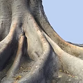 Large Tree with Extensive Exposed Roots Spreading on Ground Covered by Fallen Leaves and Soil