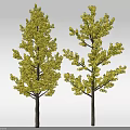 Two Deciduous Trees with Vibrant Yellow Lush Leaves and Thick Brown Trunks