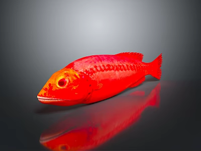 Striking Red Aquatic Fish with Glossy Body and Clear Reflection on Smooth Surface 3d model