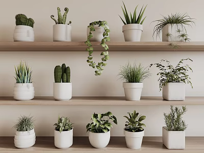 Indoor Decorative Potted Plants On Wooden Shelves With Various Green Succulents And Vines 3d model