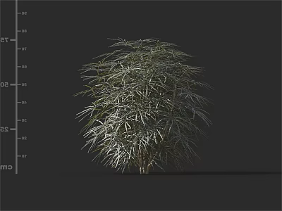 Tall Arbor With Lush Green Foliage And Natural Branch Structure 3d model