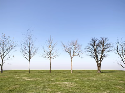 Leafless Trees Lined Up on Green Grassland Under Clear Blue Sky 3d model