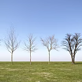 Leafless Trees Lined Up on Green Grassland Under Clear Blue Sky 3d model