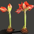 Vibrant Red Amaryllis Flowers With Blooming And Bud Stems On Gray Background