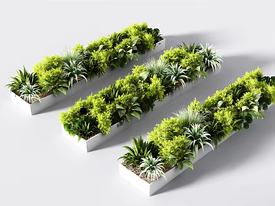 Three White Rectangular Planters Filled with Lush Green Bonsai Plants 3d model