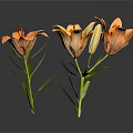 Orange Lilies in a Vase with Green Stems Leaves and Dark Background Reflection