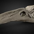 Medical Device 3D Bird Skull Anatomical Model for High Precision Medical Research and Education