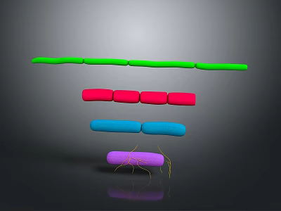 Different Colored Organ Structures Arranged in Layers with Hair Like Yellow Filaments at Bottom 3d model