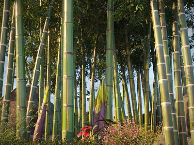 Tall Bamboo Trees as Arbor with Green Stalks Purple Shoots and Red Flowers in Garden 3d model