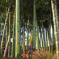 Tall Bamboo Trees as Arbor with Green Stalks Purple Shoots and Red Flowers in Garden