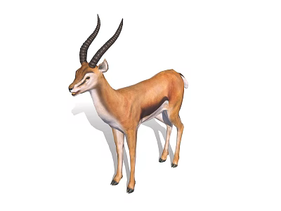 Gazelle Standing Isolated On White Background With Curved Horns And Brown And White Coat 3d model