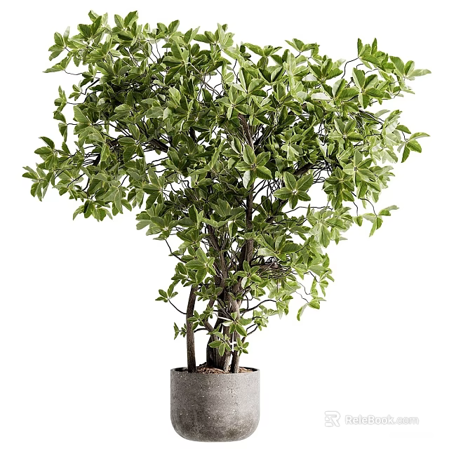 Decorative Bonsai Plant With Green Lush Leaves And Multi Stem In Gray Pot 3d model 