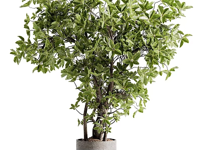 Decorative Bonsai Plant With Green Lush Leaves And Multi Stem In Gray Pot 3d model
