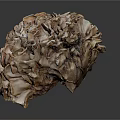 Unique Brain Shaped Brown Vegetable With Wrinkled Texture And Layered Structure On Dark Background