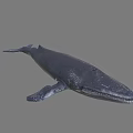 Realistic Dark Blue Whale 3D Model With Smooth Surface As Aquatic Underwater Creature 3d model