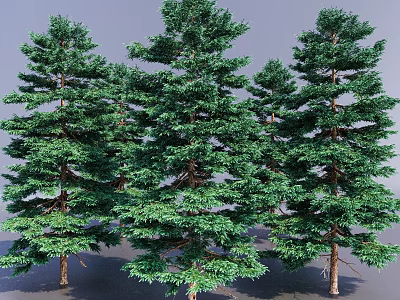 Tall Green Pine Trees With Dense Foliage And Straight Trunks In Natural Scene 3d model