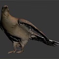 Brown Pigeon with White Tail Feathers Standing on Shiny Black Reflective Surface
