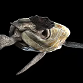 Reptile Sea Turtle With Textured Shell And Flippers Swimming Gracefully